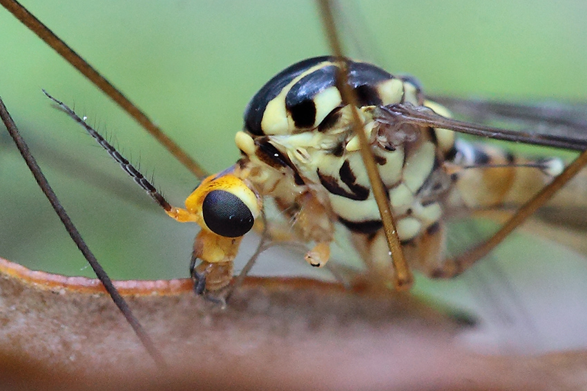 Tipulidae: Nephrotoma sp., femmina, parassitata da un fungo